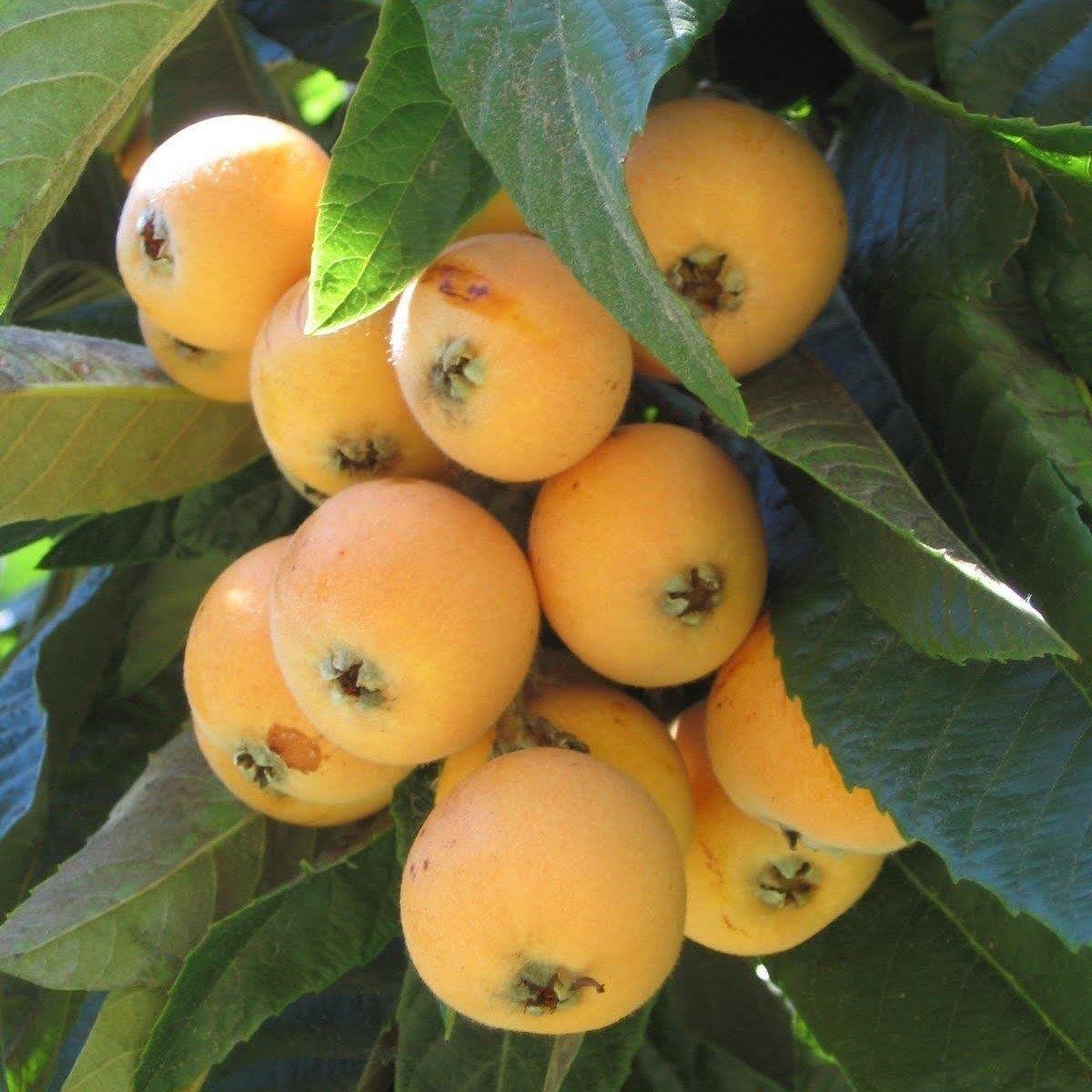 YENİ DÜNYA (Malta eriği _ Loquat) (1)